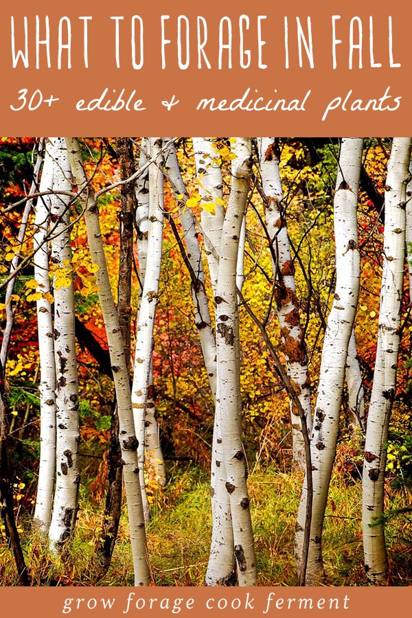 Birches - Eat The Weeds and other things, too