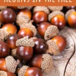 Acorn (Oak): Foraging for culinary and medicinal use - BritishLocalFood