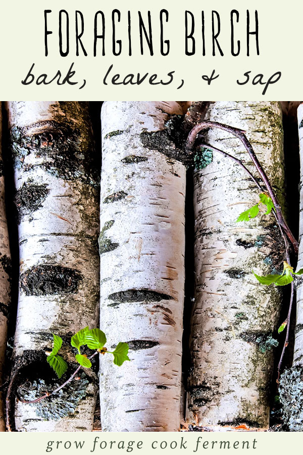 Foraging and Using Birch: Bark, Leaves, & Sap