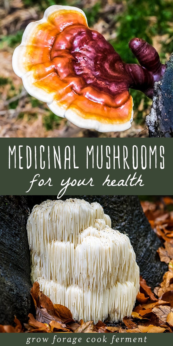 6 Medicinal Mushrooms For Your Health