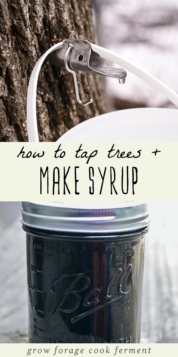 How to Tap Trees and Make Syrup in Your Backyard