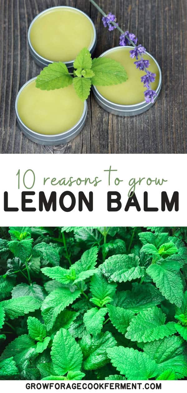 10 Reasons to Grow Lemon Balm