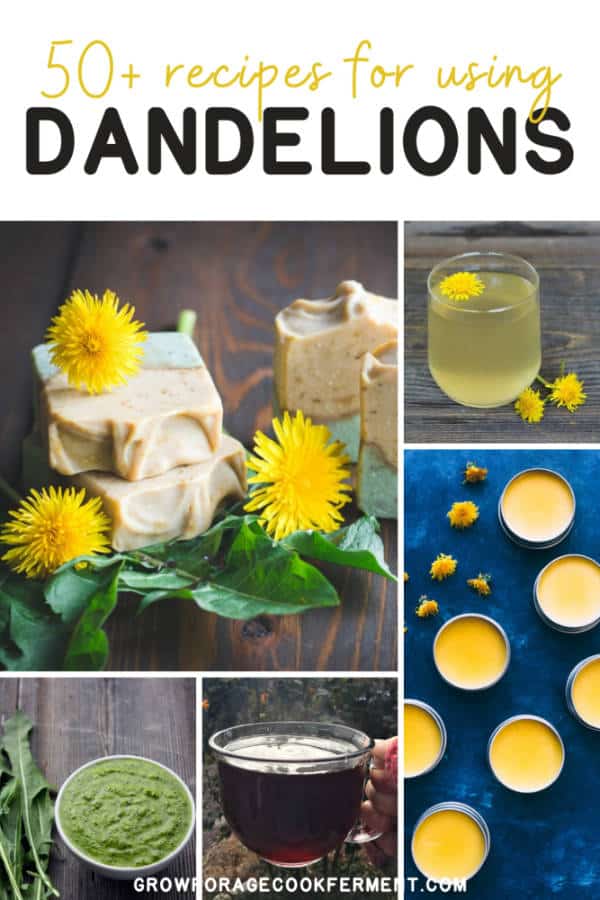 50+ Dandelion Recipes: Drinks, Sweets, Soap, Remedies + More!