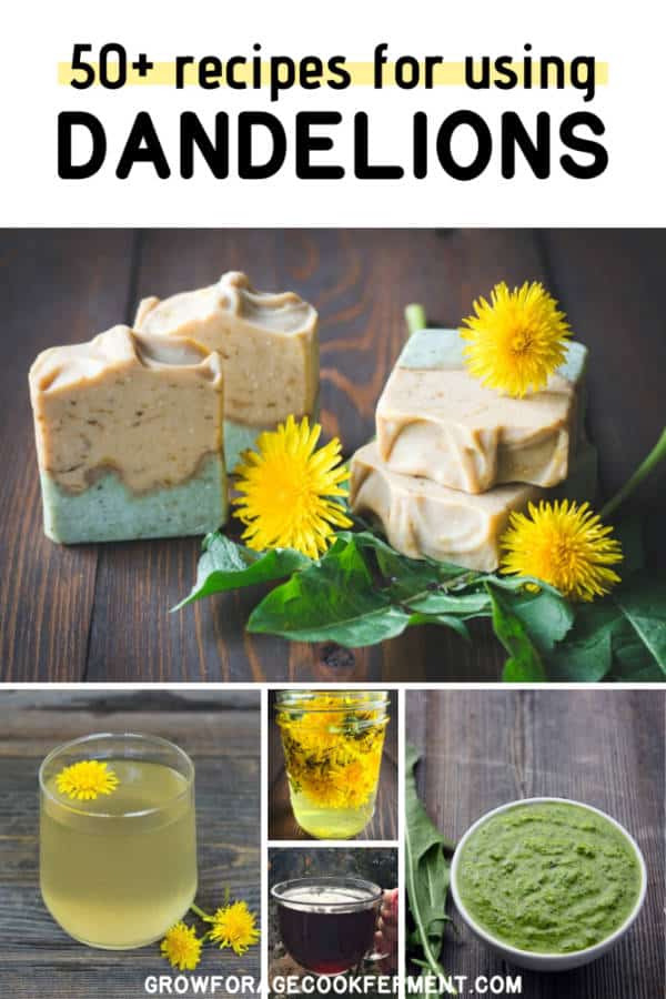 50+ Dandelion Recipes: Drinks, Sweets, Soap, Remedies + More!