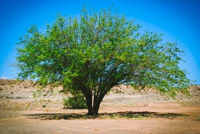 Sonoran Desert Foraging: What to Forage in Summer