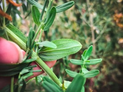 Foraging St. John's Wort + How to Make St. John's Wort Oil & Salve