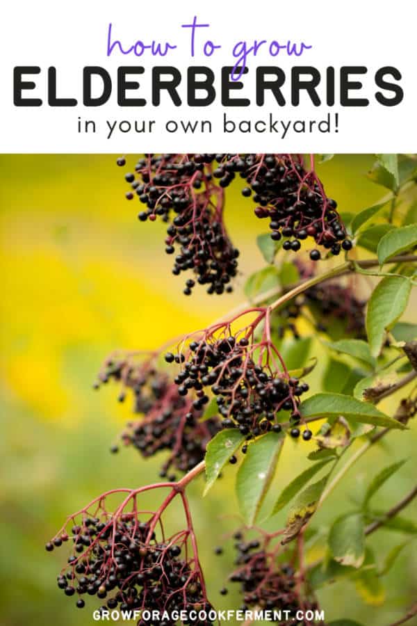 How To Grow Elderberries In Your Backyard