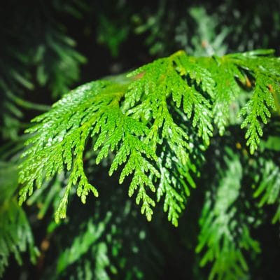 How to Identify Conifer Trees: Pine, Fir, Spruce, Juniper & More