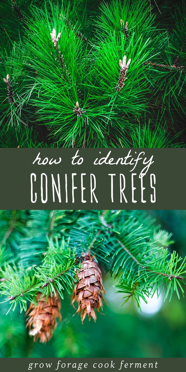 Conifer Tree Identification