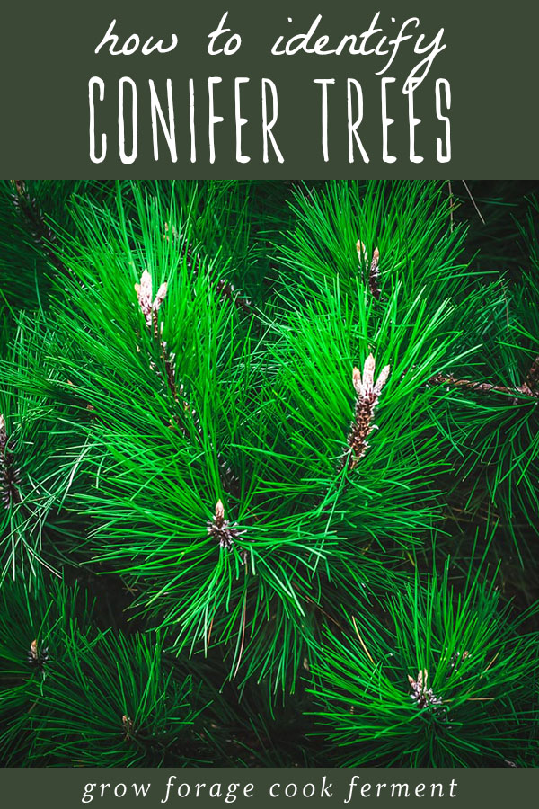 where do coniferous trees grow