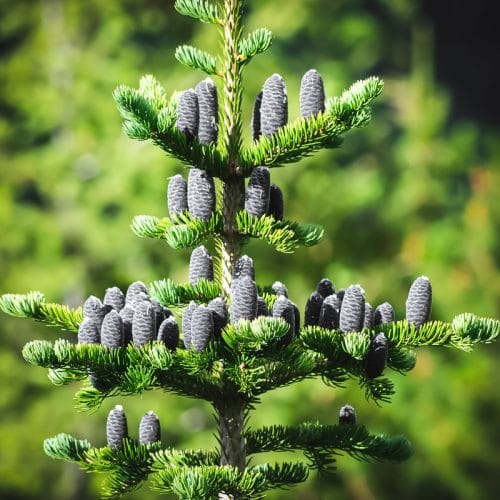 How to Identify Conifer Trees: Pine, Fir, Spruce, Juniper & More