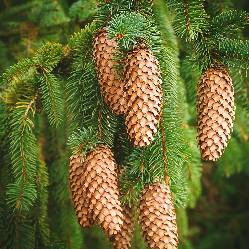 identifying pine cones