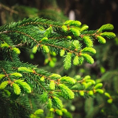 How to Identify Conifer Trees: Pine, Fir, Spruce, Juniper & More