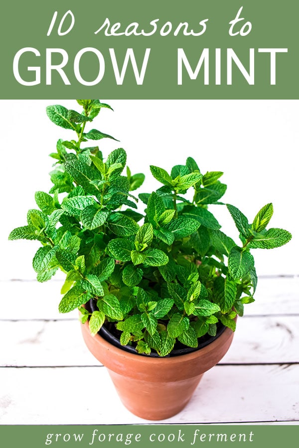 10 Reasons to Grow Mint (Without Fear)