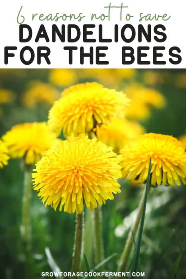 Should You Save Dandelions for the Bees? 6 Things to Consider.