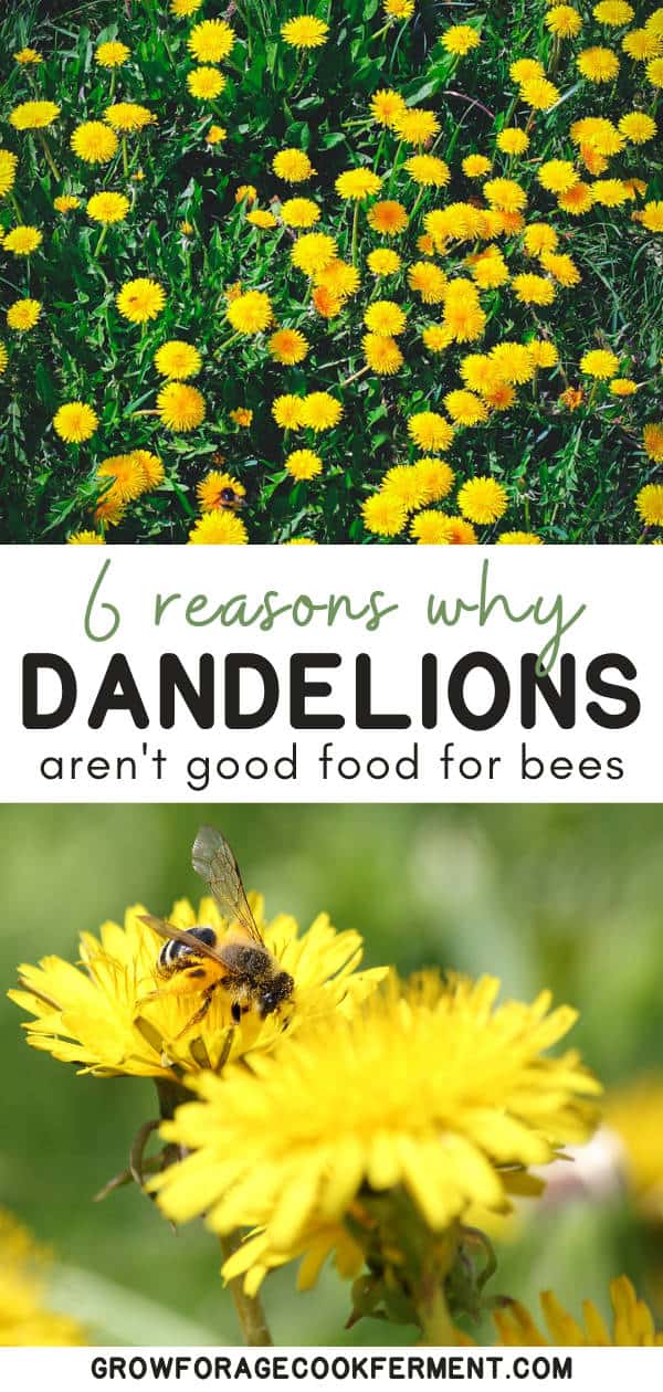 Should You Save Dandelions for the Bees? 6 Things to Consider.