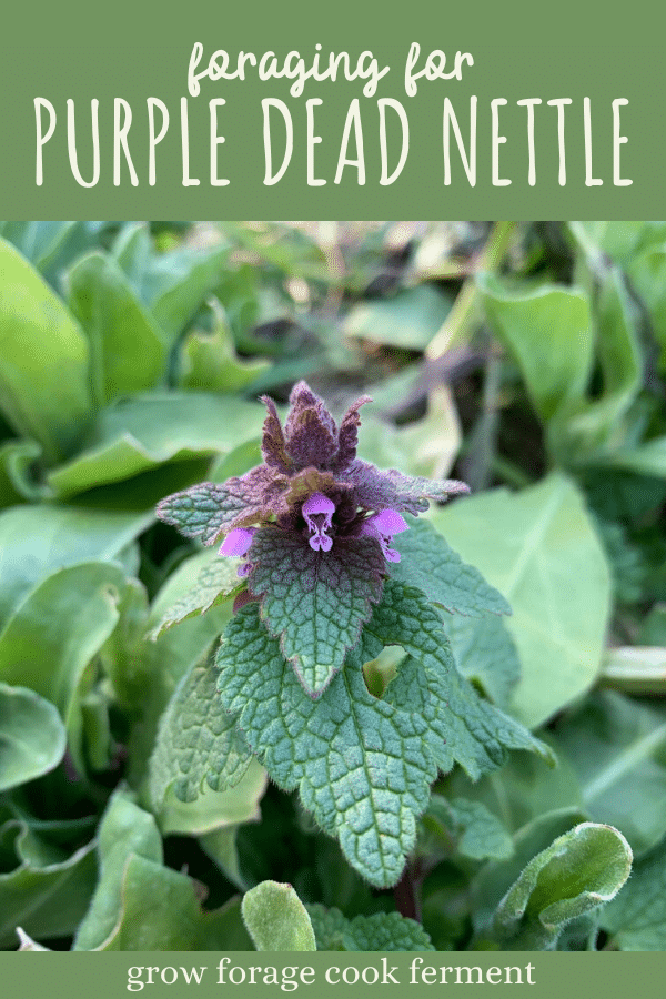 Foraging for Purple Dead Nettle: an edible backyard weed