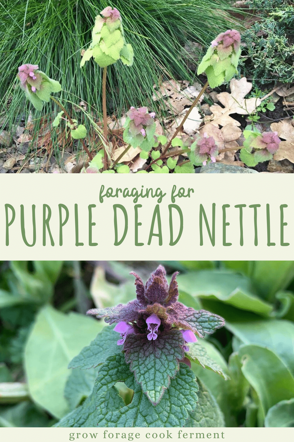 Foraging for Purple Dead Nettle: an edible backyard weed