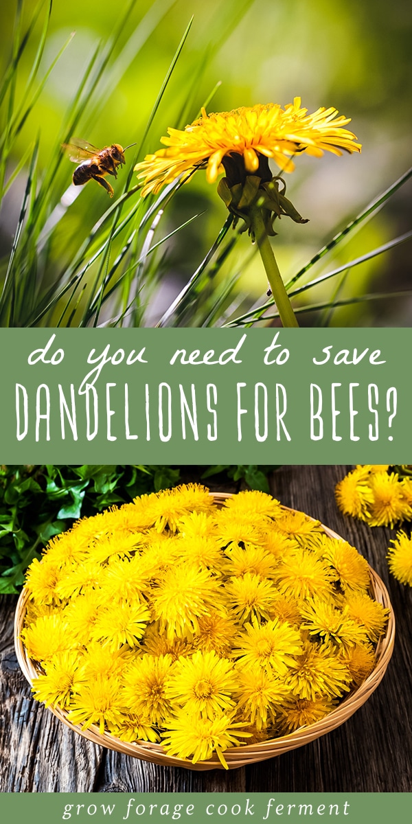 Should You Save Dandelions for the Bees? 6 Things to Consider.