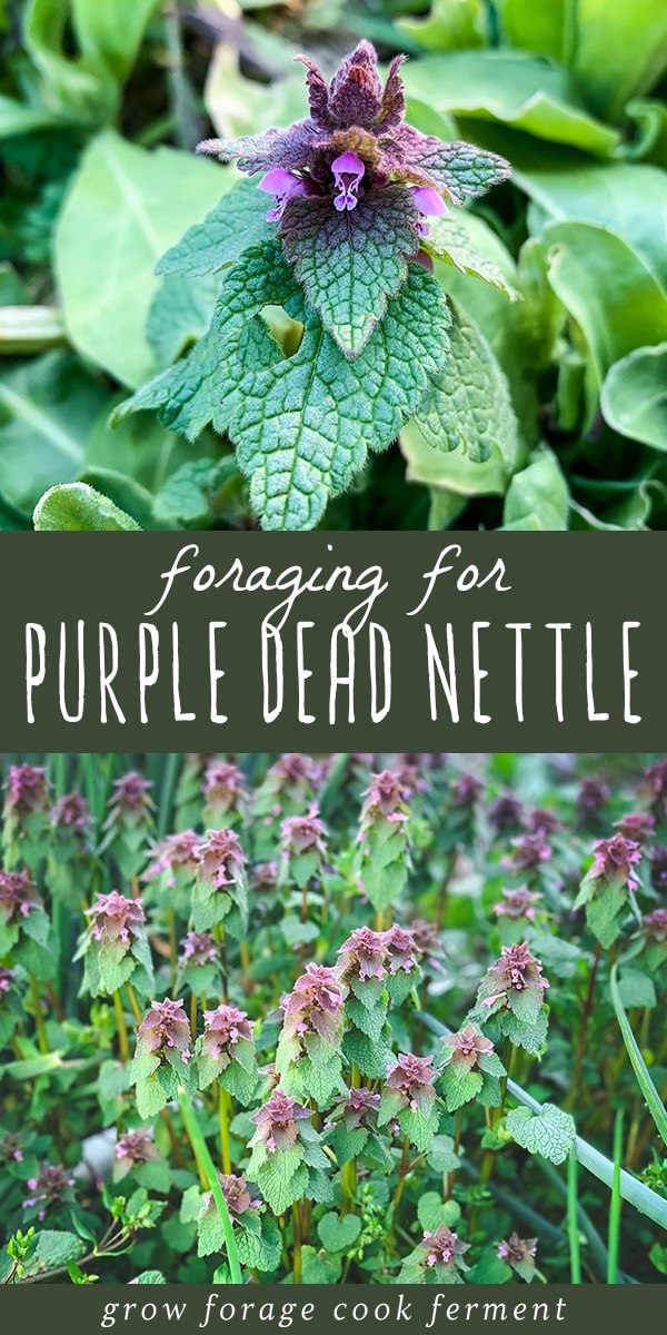 Foraging for Purple Dead Nettle: an edible backyard weed