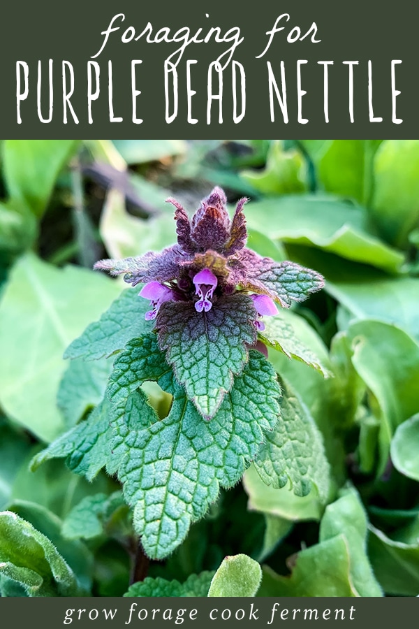 Foraging for Purple Dead Nettle: an edible backyard weed