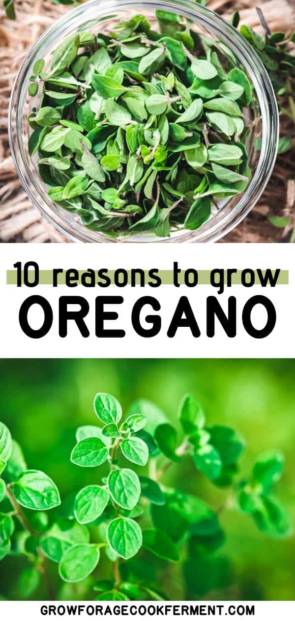 10 Reasons to Grow Oregano: a Highly Beneficial Herb