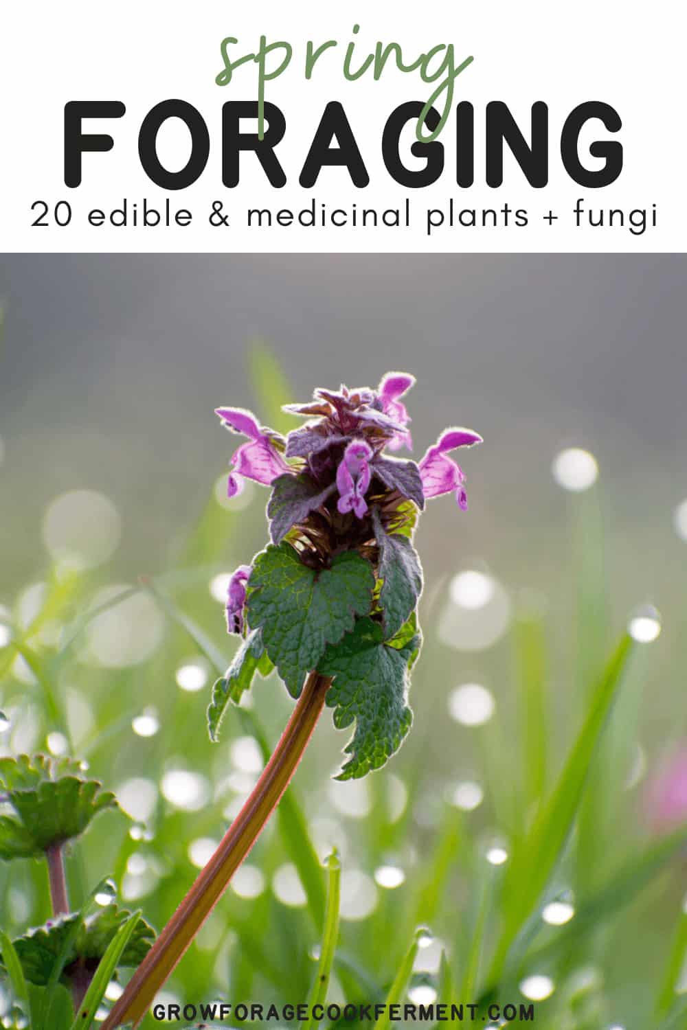 what-to-forage-in-spring-20-edible-and-medicinal-plants-and-fungi