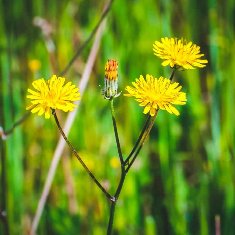 Dandelion Foraging: Identification, Look-alikes, and Uses