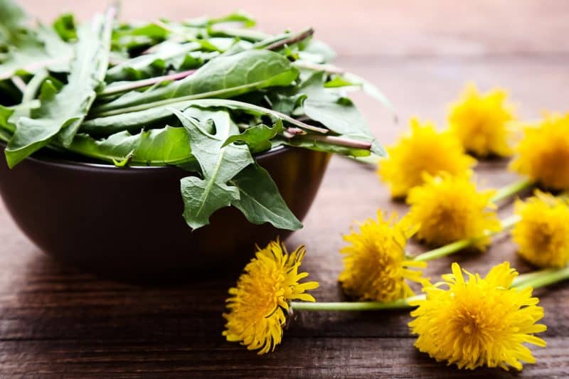 Dandelion Foraging: Identification, Look-alikes, and Uses