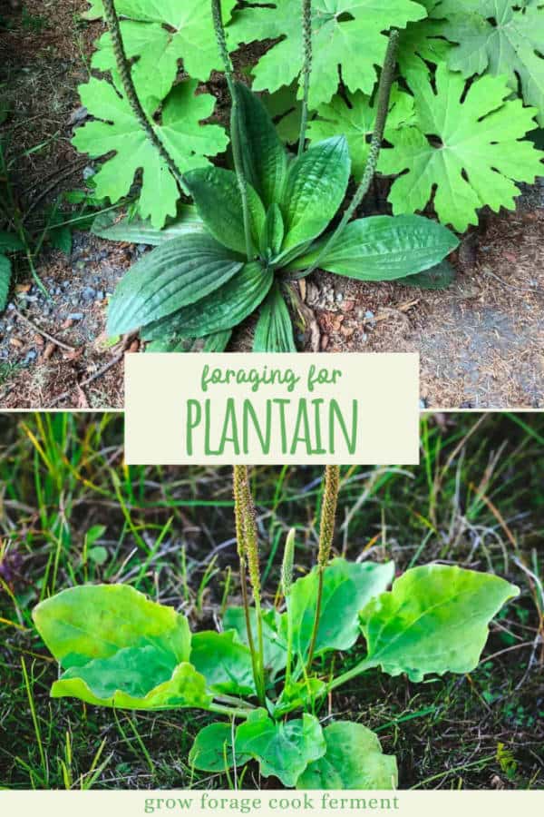 Foraging Plantain: Identification and Uses