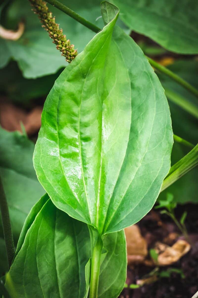 Plantain Plant 7629