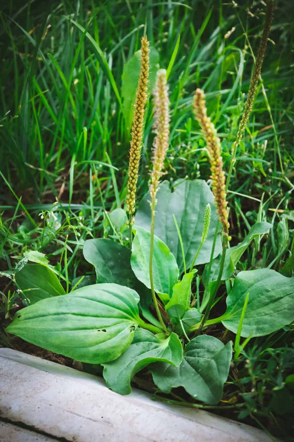 foraging-plantain-identification-and-uses