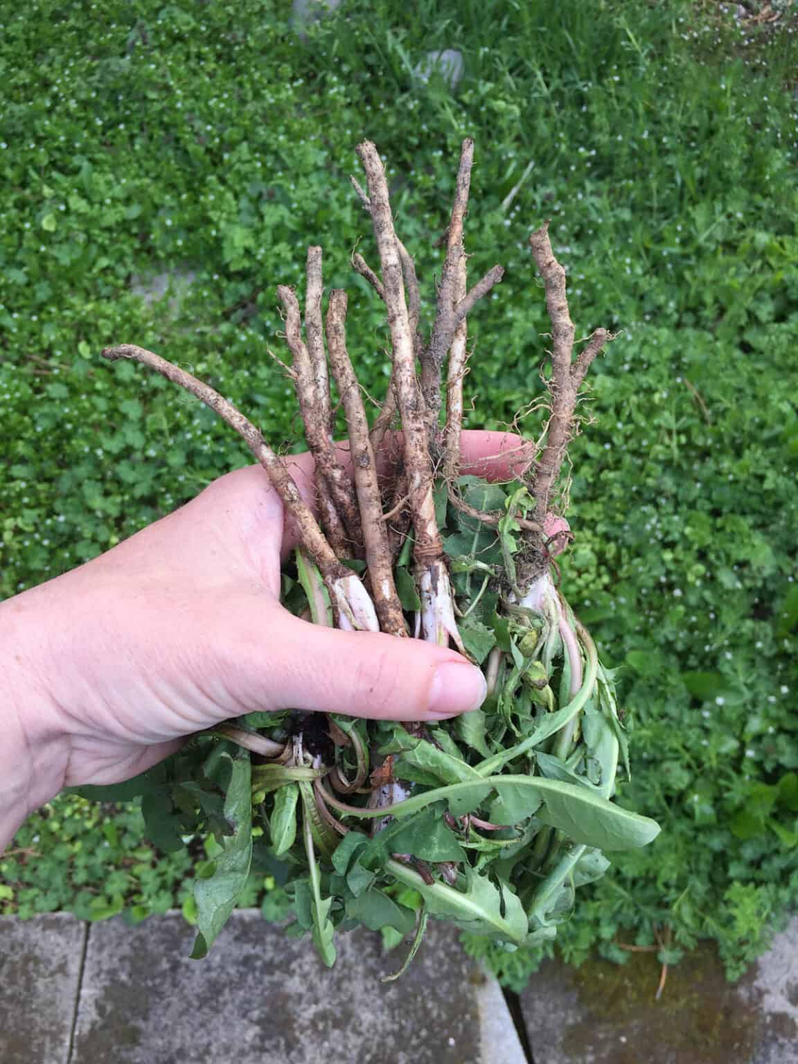 Dandelion root что это