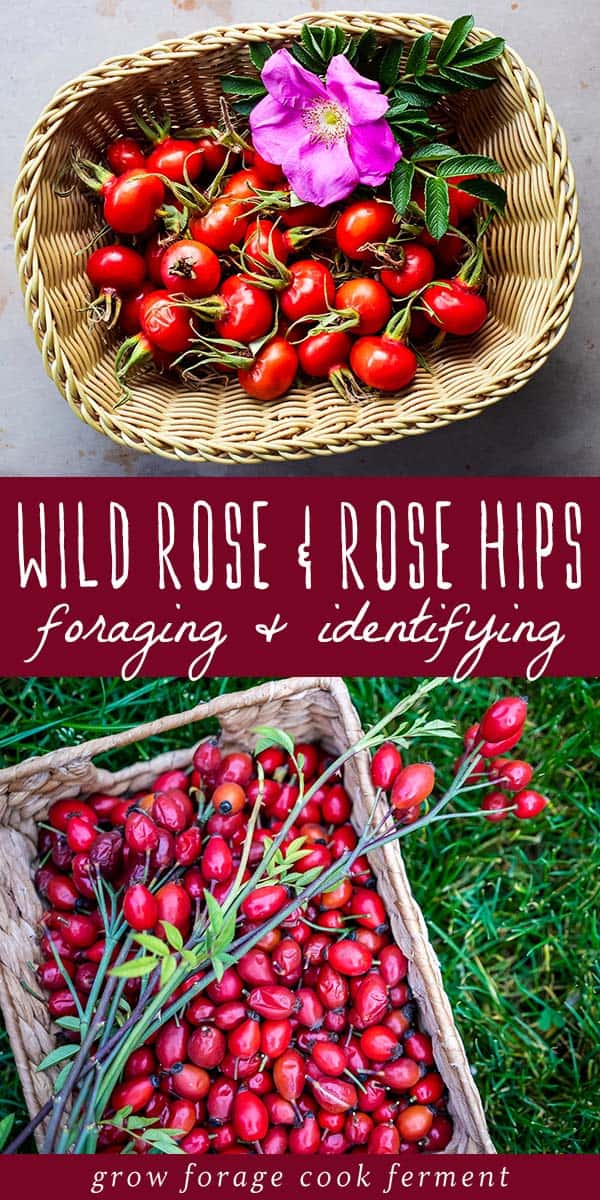 Foraging Rose Hips And Wild Rose Identification Harvesting And Uses