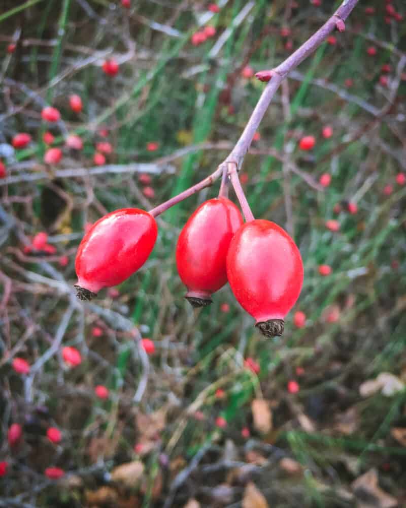 Foraging Rose Hips & Wild Rose: Identification, Harvesting, & Uses