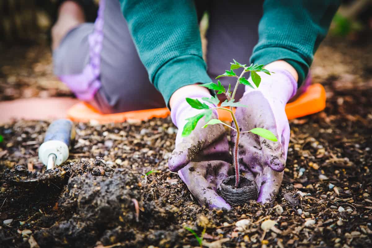 Gift Guide for Backyard Gardeners & Permaculturists