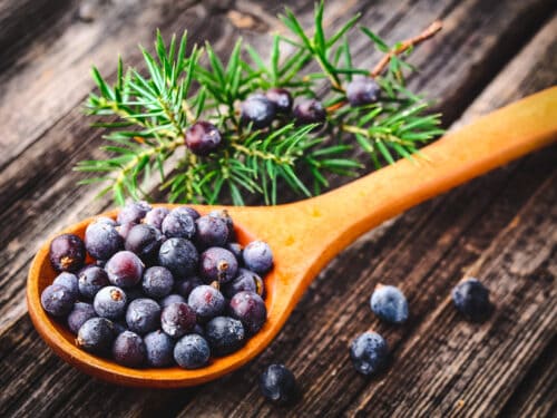 Foraging Juniper Berries for Food and Medicine