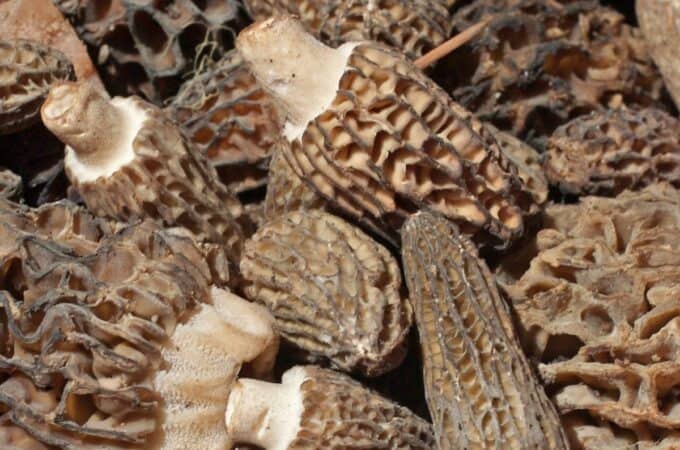 pile of morel mushrooms