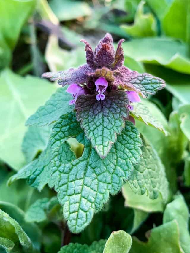 Foraging for Purple Dead Nettle