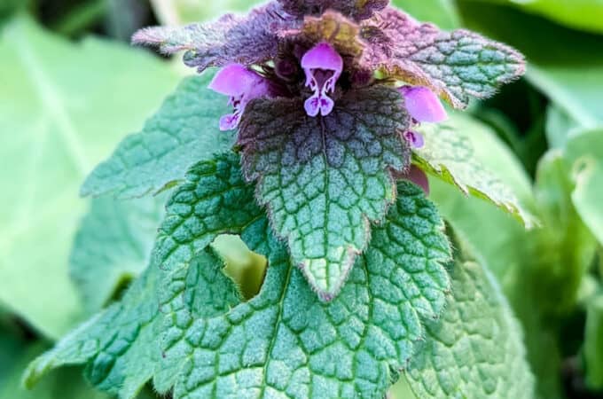 foraging for purple dead nettle plant