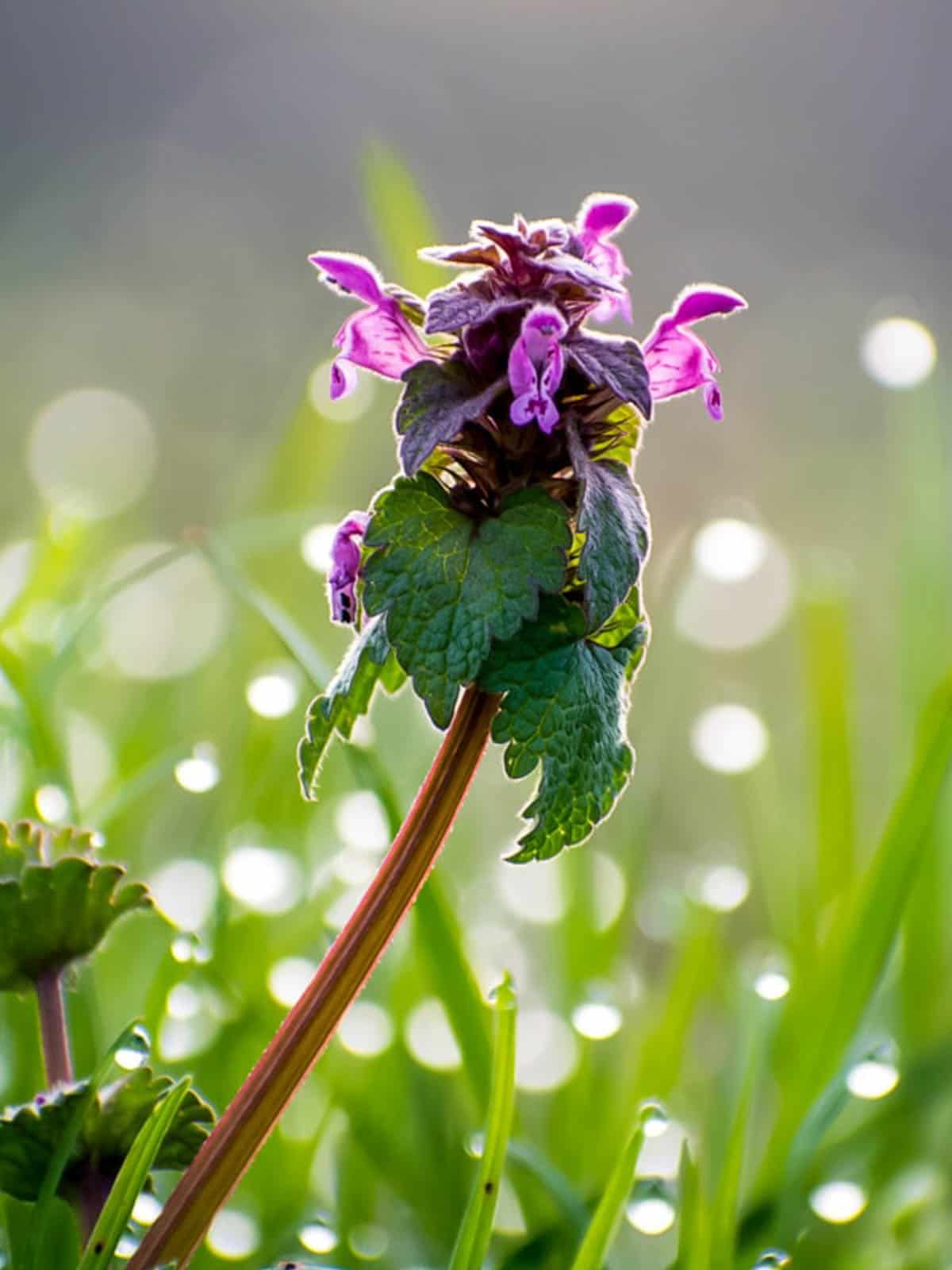 What is Purple Dead Nettle -10 Reasons You Need to Know It