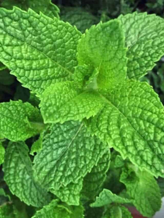 10 Reasons to Grow Mint (Without Fear)