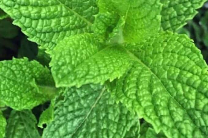 mint plant close up