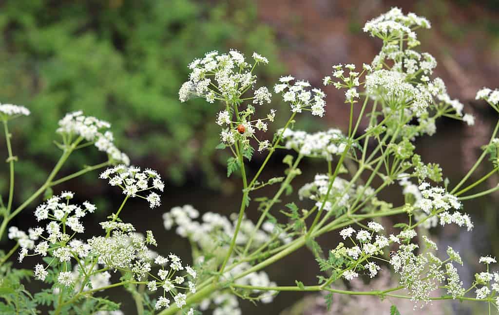 Poison hemlock vs. Queen Anne's lace, Home And Garden