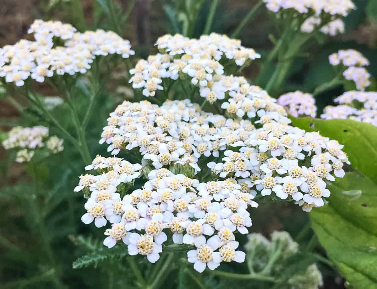 Foraging Yarrow: Identification, Look-alikes, and Uses