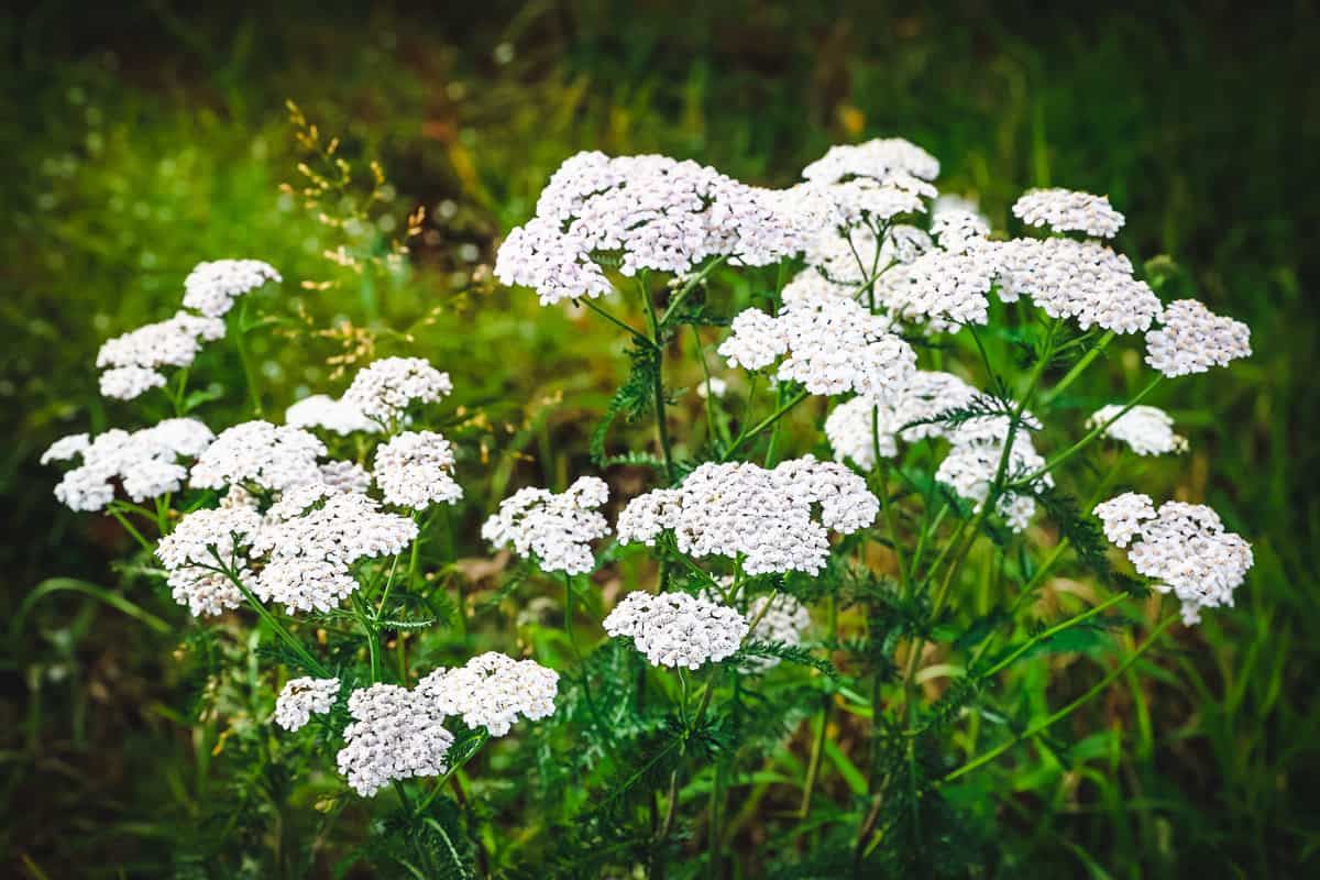 Queen Anne's Lace: Pictures, Flowers, Leaves & Identification
