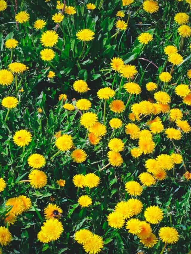 Foraging for Dandelions