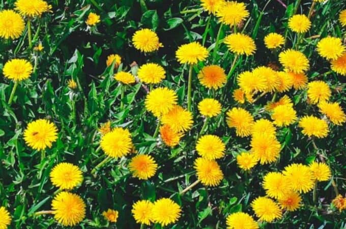 a field of dandelions