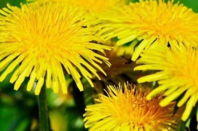 dandelion flowers in bloom