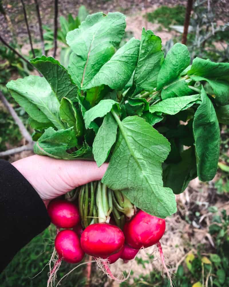 8 Ways to Eat Radishes and Radish Greens